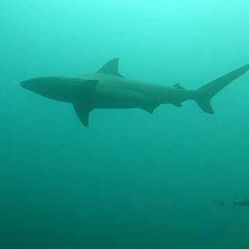 Foto de un Blacktip reef shark