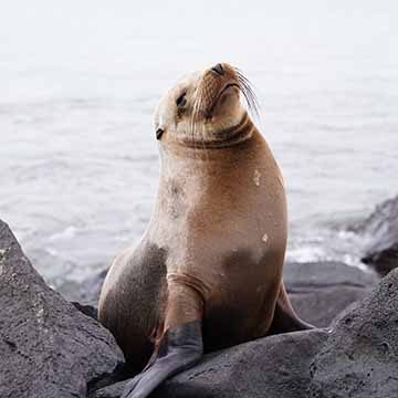 Foto de una Galapagos sea lion