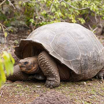 Foto de una Galapagos giant tortoise