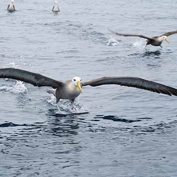 Foto de una Waved albatross