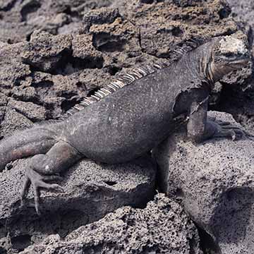 Foto de una Marine iguana