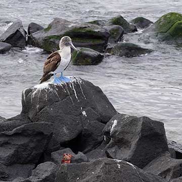 Foto de una Blue-footed booby